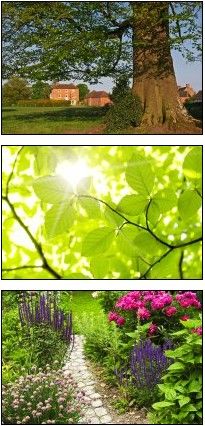 Domestic Trees